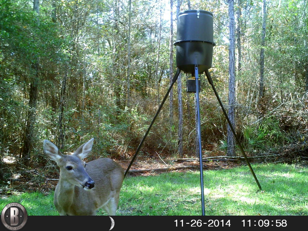 35 ACRES Dorcas Road, Crestview, FL 32539