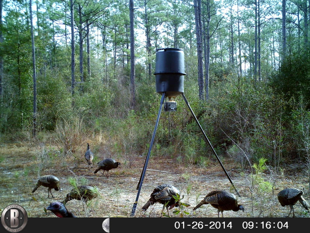 35 ACRES Dorcas Road, Crestview, FL 32539