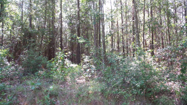 0 Wiley Scott Road, Jay, FL 32565