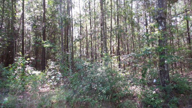 0 Wiley Scott Road, Jay, FL 32565