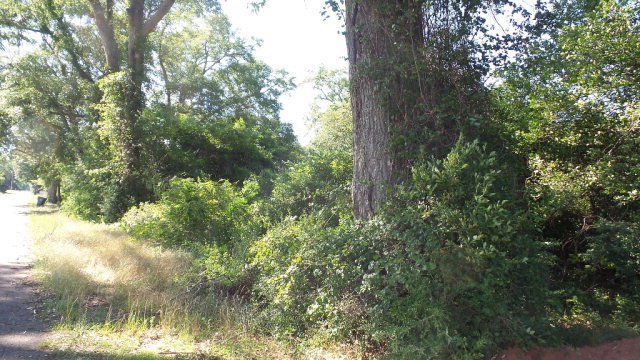 0 Mt Carmel Rd, Jay, FL 32565