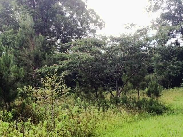 1.45 Acres Farm Rd, Jay, FL 32565