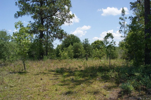 TBD 25th Ave, Bell, FL 32618