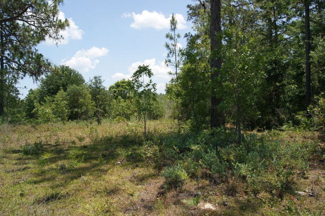 TBD 25th Ave, Bell, FL 32618