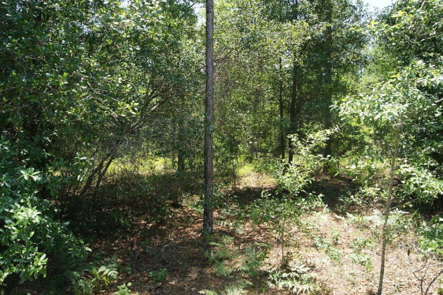 TBD 25th Ave, Bell, FL 32618