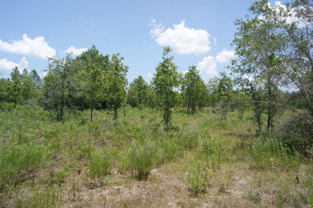 TBD 25th Ave, Bell, FL 32618