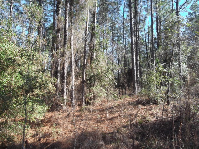 Various 16th Ave, Bell, FL 32619