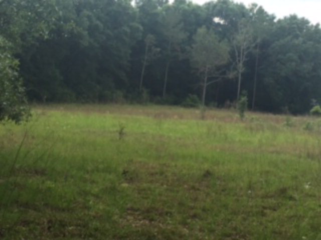 Lot 13 County Road 232, Bell, FL 32619