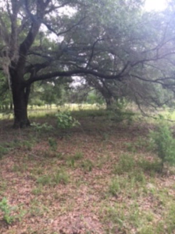 Lot 13 County Road 232, Bell, FL 32619