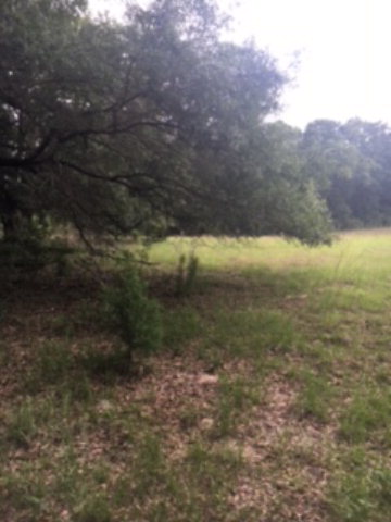 Lot 13 County Road 232, Bell, FL 32619
