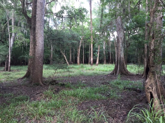 Lot 1 17th St, Bell, FL 32619