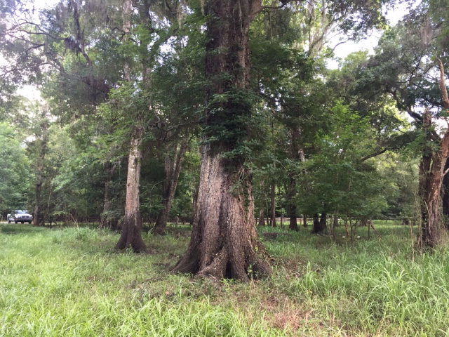 Lot 1 17th St, Bell, FL 32619