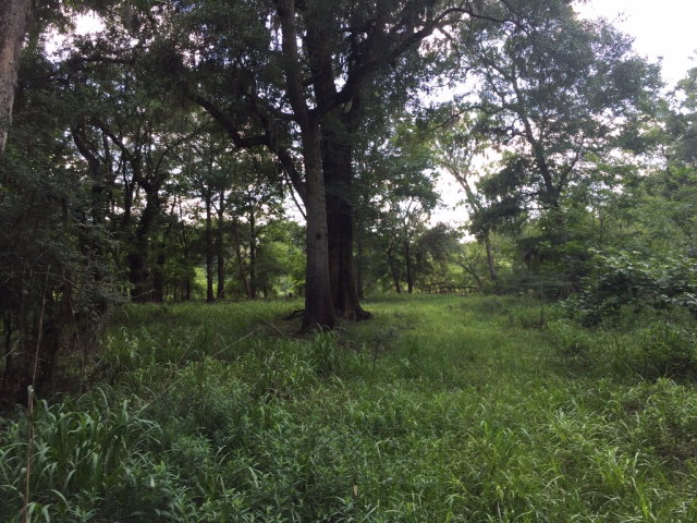Lot 1 17th St, Bell, FL 32619