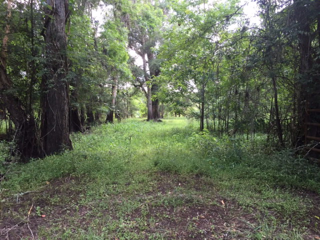Lot 1 17th St, Bell, FL 32619