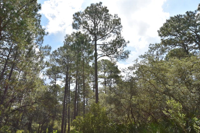 124th Ct, Cedar Key, FL 32625