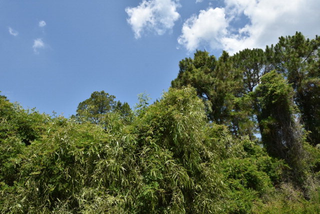 Lot 2 125th Ave, Cedar Key, FL 32625