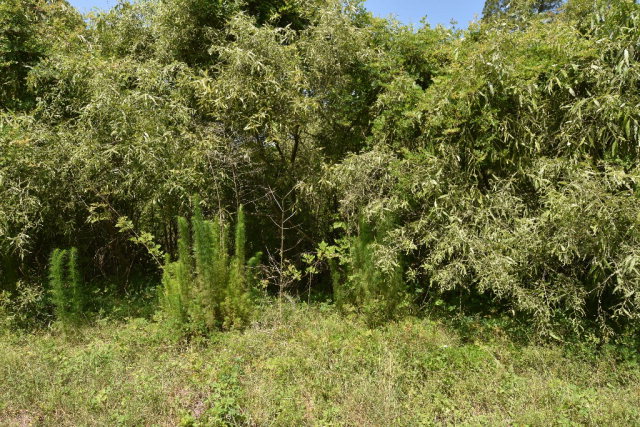 Lot 2 125th Ave, Cedar Key, FL 32625