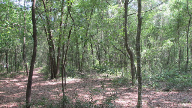 157th St, Chiefland, FL 32626