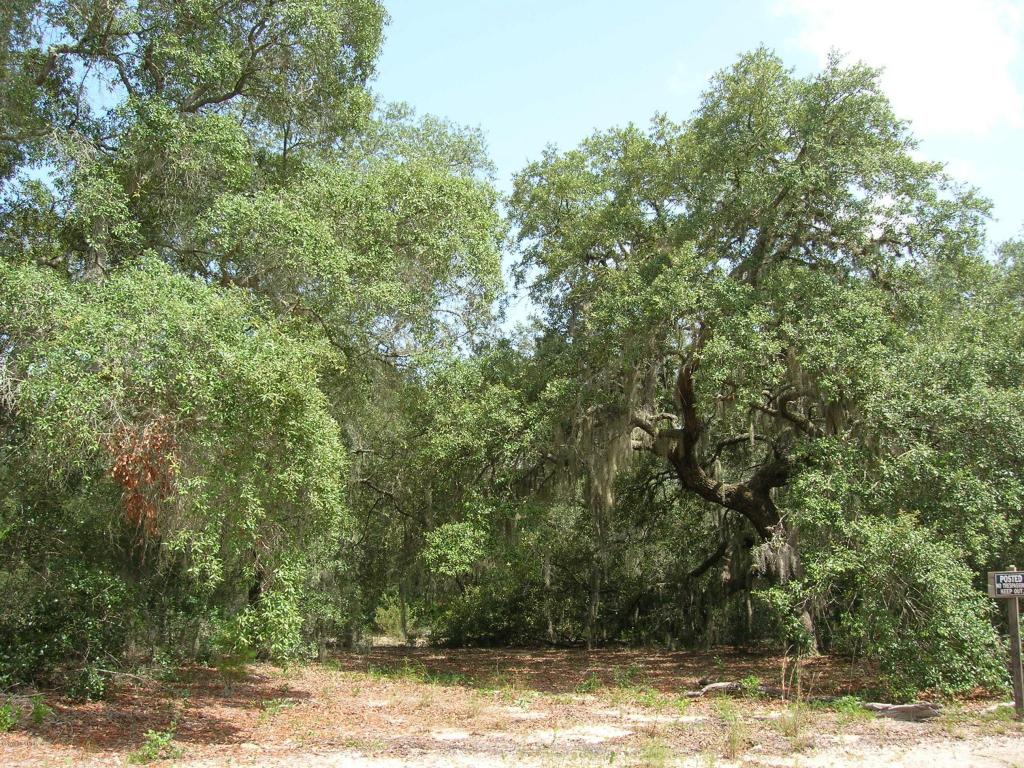 124 TIJUANA TRL, Melrose, FL 32666
