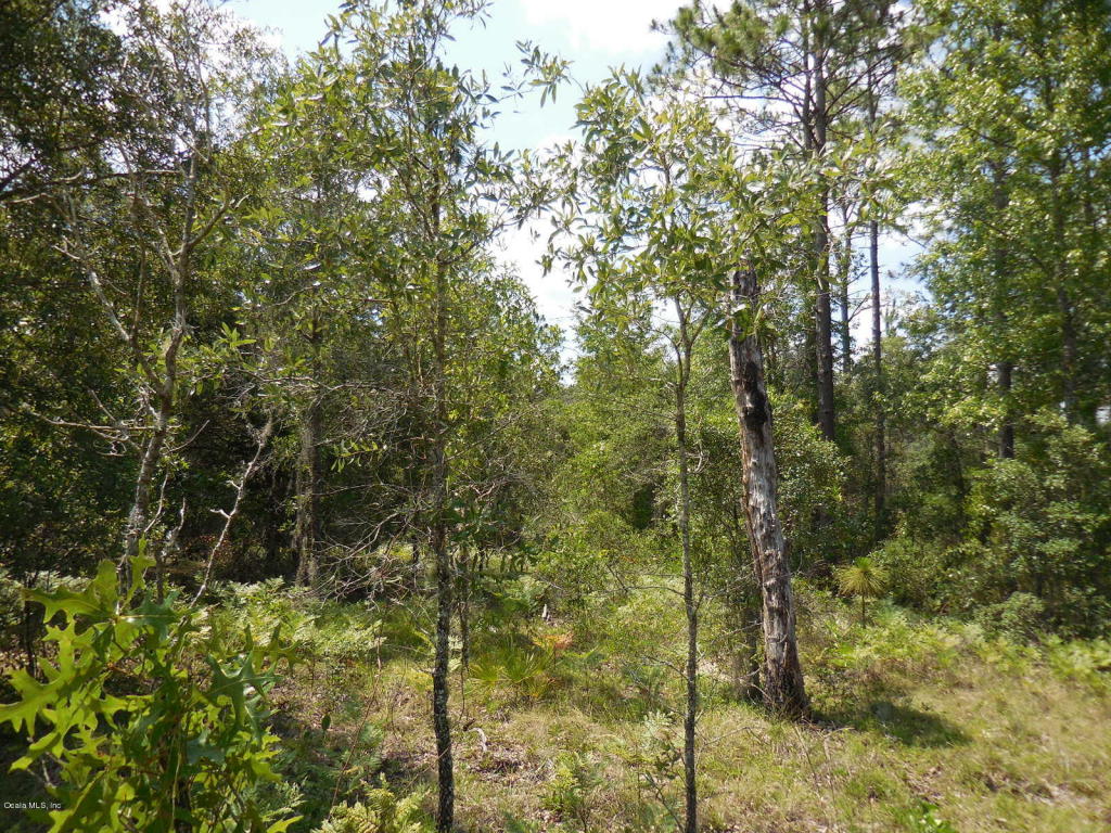 0 SE 71 Place & SE 120 Ct, Morriston, FL 32668