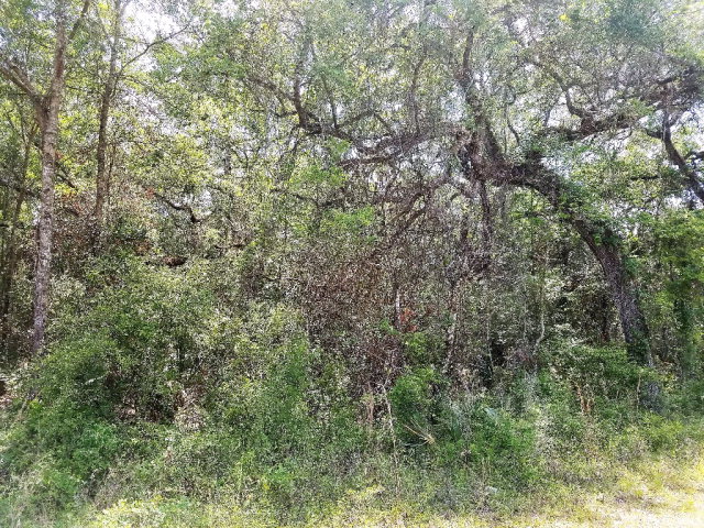 53 632nd Street, Old Town, FL 32680
