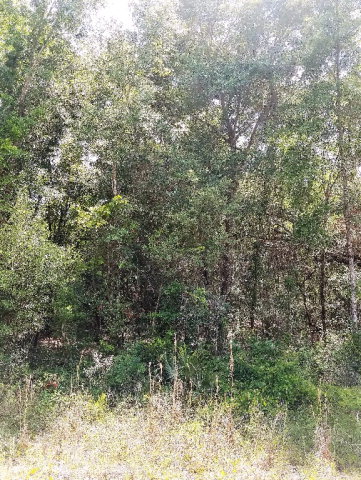 53 632nd Street, Old Town, FL 32680