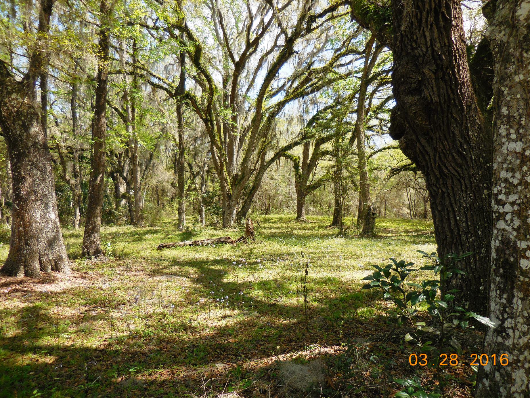 622 NE Hwy 353, Old Town, FL 32680