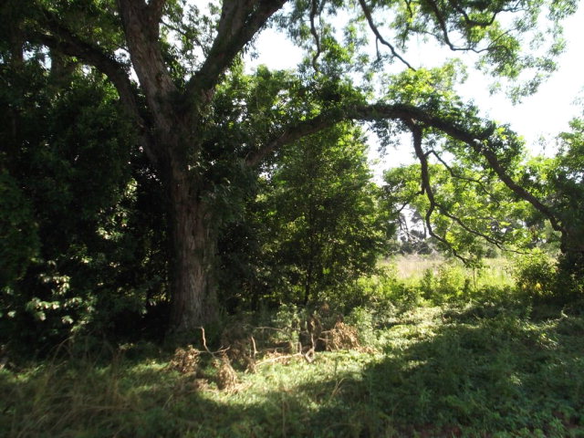 Lot 18 101st St, Trenton, FL 32693