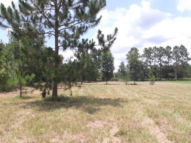 Lot 4 101st St, Trenton, FL 32693
