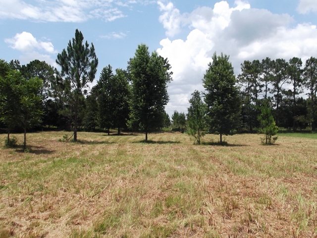 Lot 4 101st St, Trenton, FL 32693