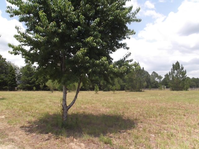 Lot 7 101st St, Trenton, FL 32693