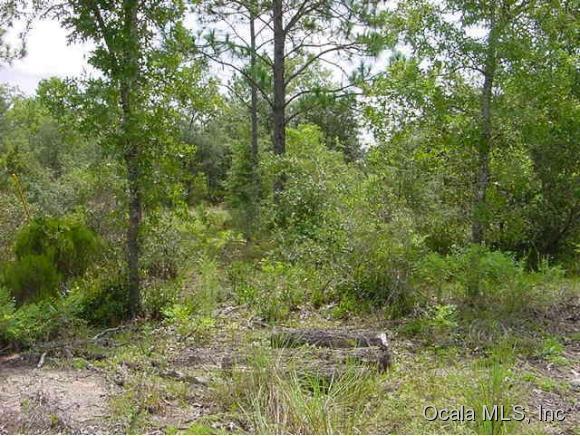 0 NE 134 Terrace, Williston, FL 32696