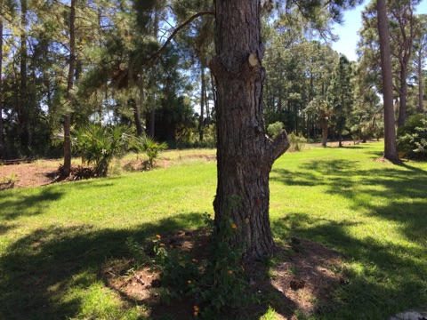 1334 Starlight Cir ,FL, Eustis, 32726