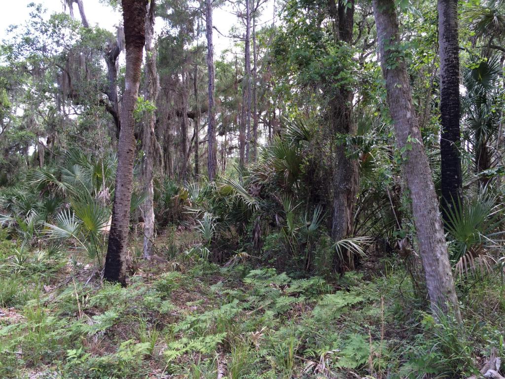 0 Freedom Rd, Mims, FL 32754