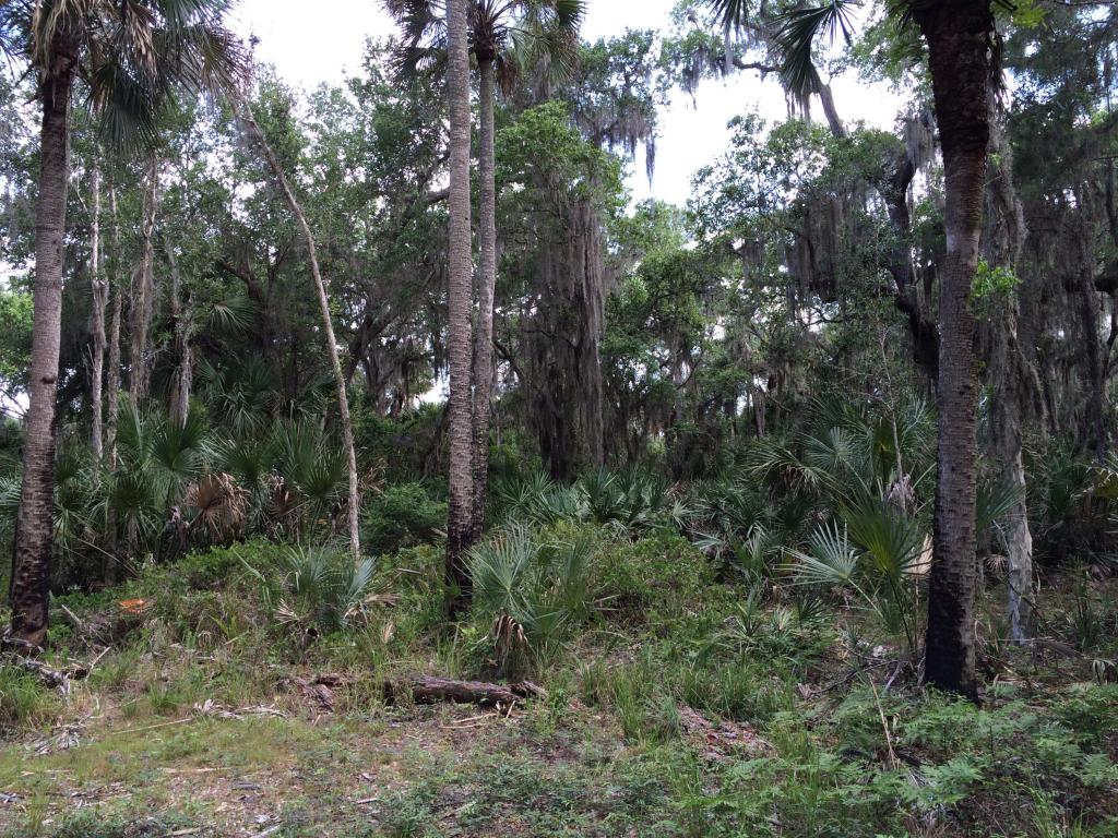 0 Freedom Rd, Mims, FL 32754