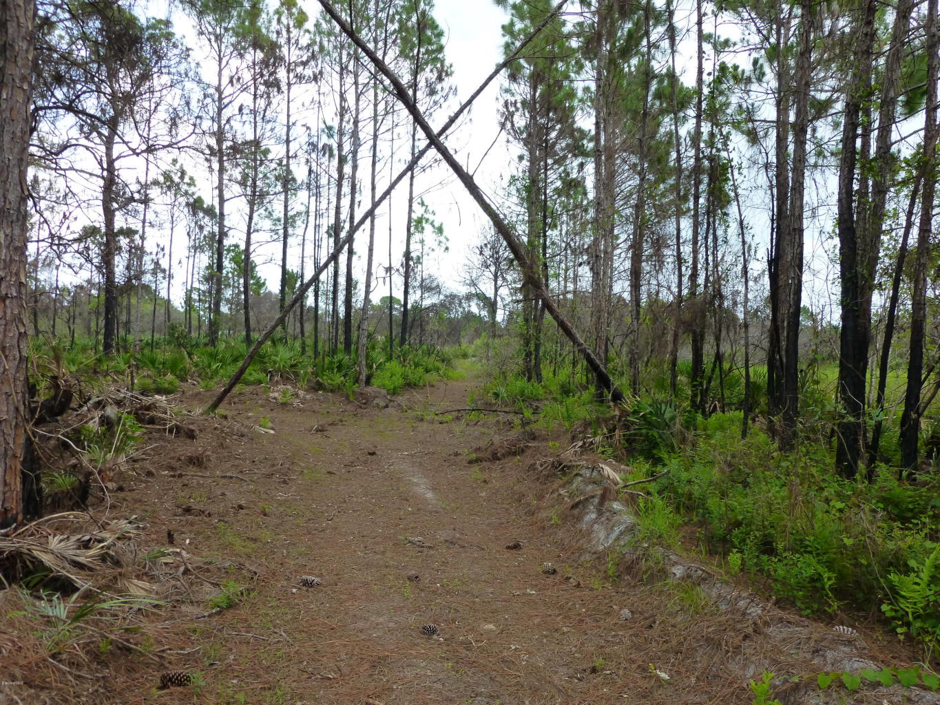 0 Magda Ln, Oak Hill, FL 32759