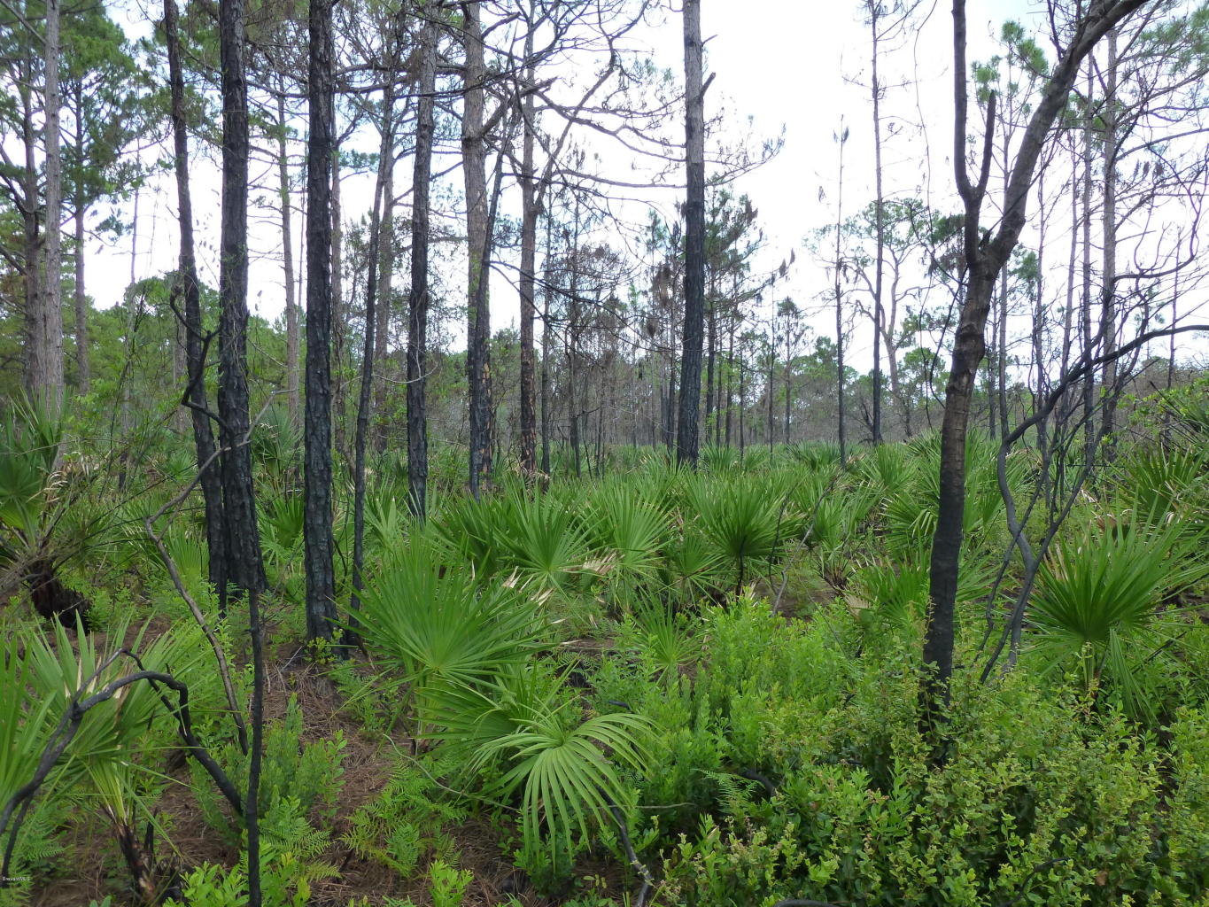 0 Magda Ln, Oak Hill, FL 32759