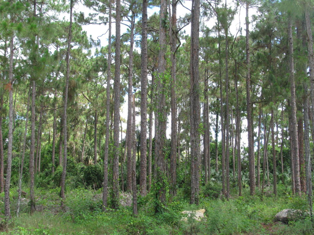 17351 75th Place N, Loxahatchee, FL 33470