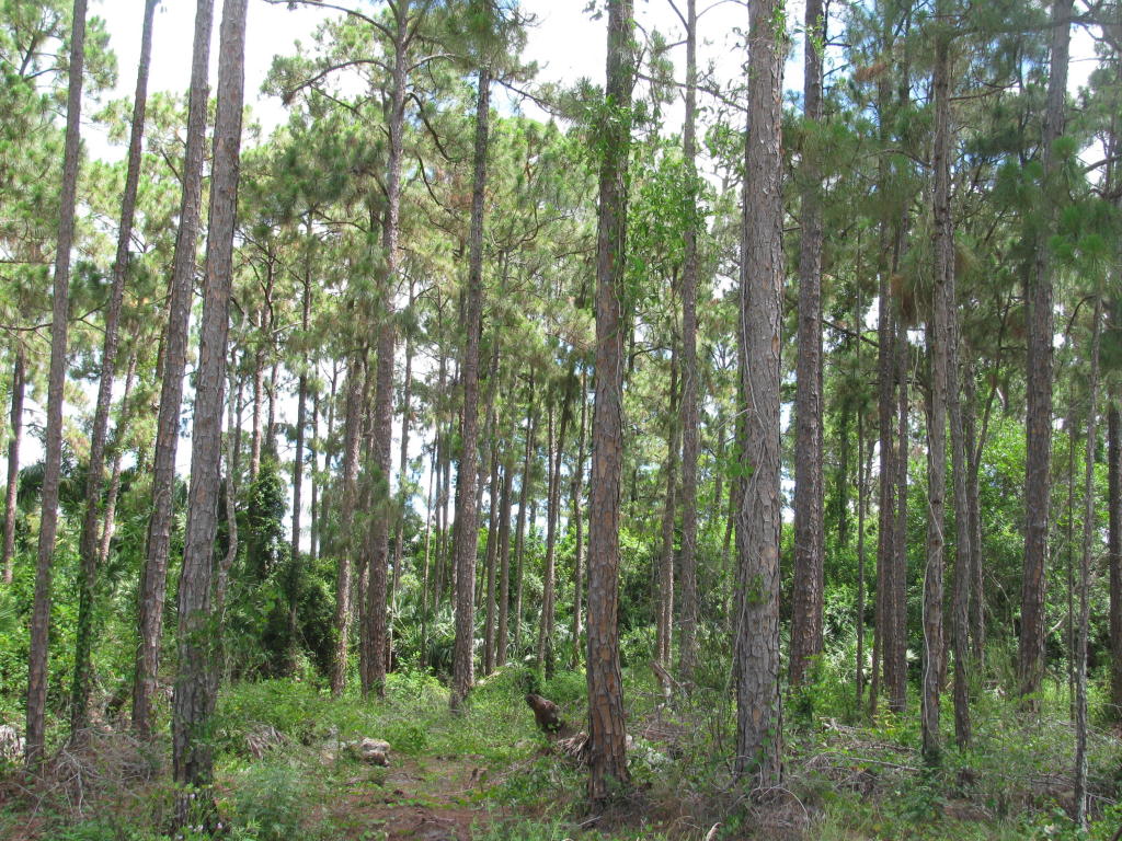 17351 75th Place N, Loxahatchee, FL 33470