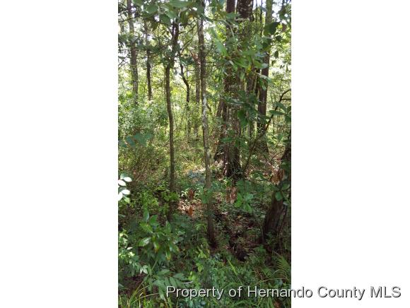 Ridge Manor, FL 33597