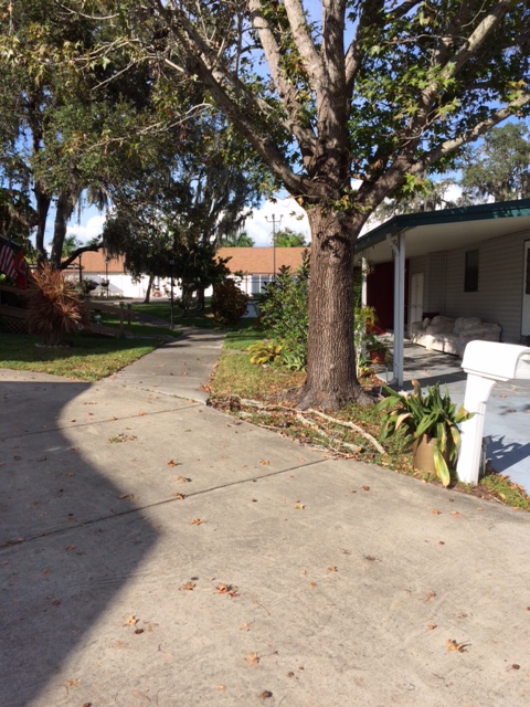 Island In The Sun100 Hampton Rd #22Clearwater, FL 33759
