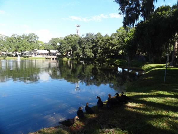 Shady Lane Oaks15777 Bolesta Rd. #22Clearwater, FL 33760
