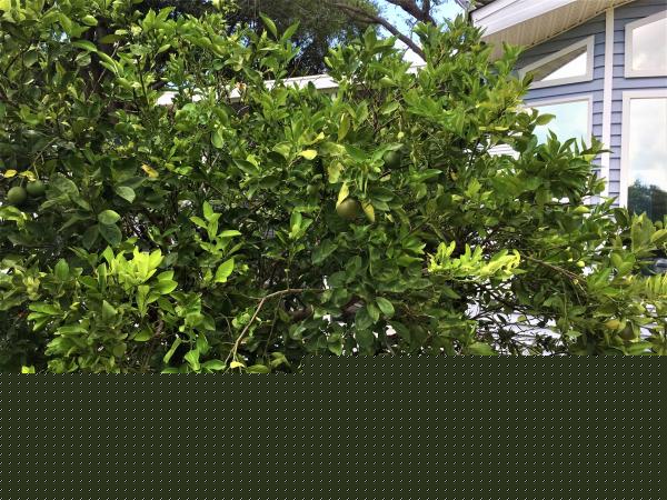 8500 Ulmerton Road ,FL, Largo, 33771