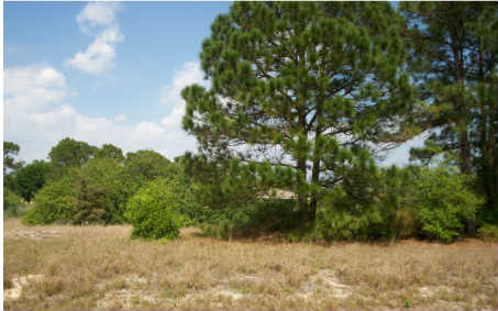 244 SUMMERTIME AVE, Lake Placid, FL 33852