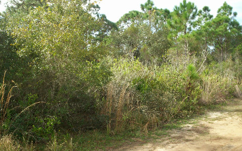 1507 MANGROVE ST, Lake Placid, FL 33852
