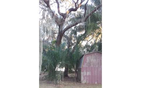 106 LAKE FRANCIS CT, Lake Placid, FL 33852