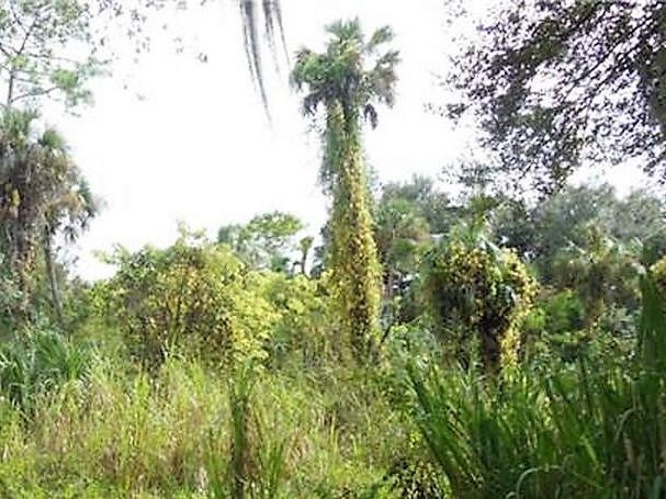 235 Euclid Place, Labelle, FL 33935