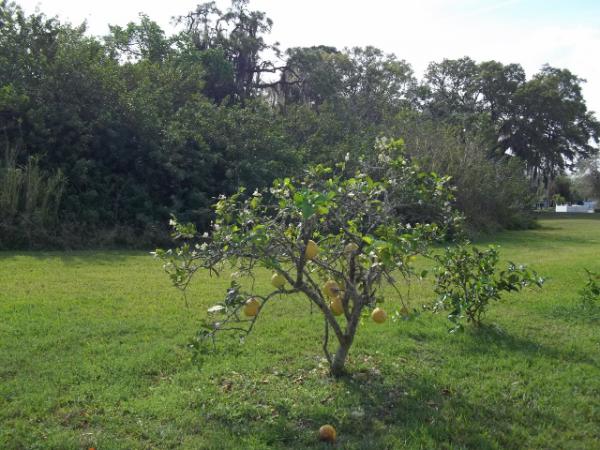 Ridgewood Estates7033 Date Palm PlaceEllenton, FL 34222