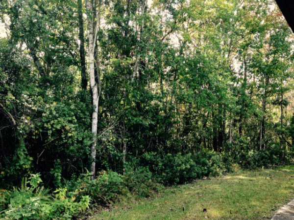 Forest View8956 W SUGARBUSH PATHHomosassa, FL 34448