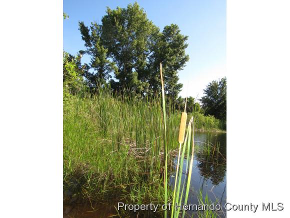 000 RAMSEY RD, Weeki Wachee, FL 34614